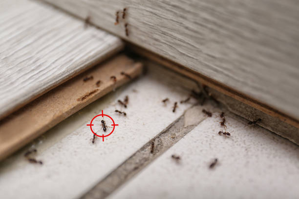 Best Mosquito Control Services  in Sparks, GA